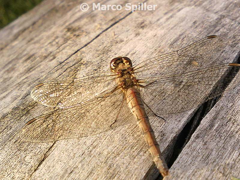 Brachythemis impartita... no, Sympetrum striolatum, femmina